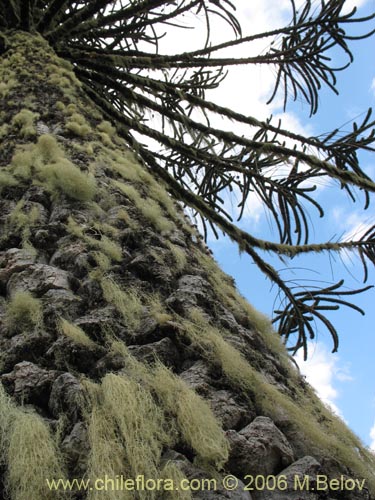 Фотография Araucaria araucana (Araucaria / Pehuén / Piñonero). Щелкните, чтобы увеличить вырез.